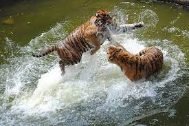 Siberian Tigers Play Fighting In Water Siberian Tiger Tiger Fight
