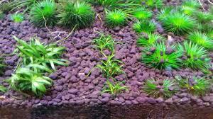 Image result for Eriocaulon buchananii