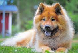 Brief introduction of the eurasier breed. Der Eurasier Modern Dogs De