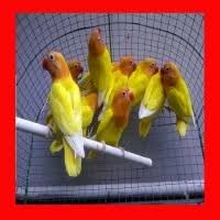 Ajm tv 7 months ago. Jual Burung Jantan Murah Harga Terbaru 2021
