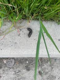 Image result for squirrel poop