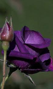 Maybe you would like to learn more about one of these? Les Plus Belles Fleurs Du Monde Home Facebook