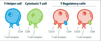 Image result for Absolute Lymphocyte Count Estimation of CD4 Count