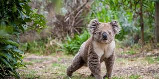 Znalezione obrazy dla zapytania: koala australia