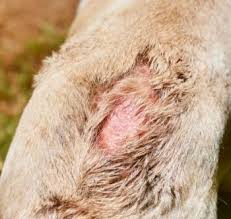Image result for scabies dogs detail