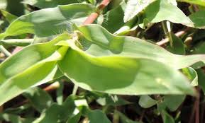 Image result for Urochloa reptans