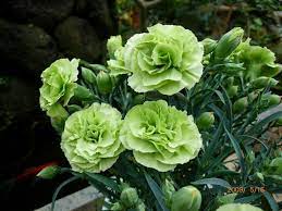 Green Mini Carnations Green Carnation Carnation Plants Flower Seeds