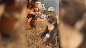 (cnn) — los estados de australia combaten los incendios forestales cada año, pero poco se compara con la devastación generalizada de esta. Bomberos Dan Agua A Koala Afectado Por Brutales Incendios En Australia Video Cnn