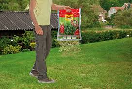 Kurz nach der anlage des gartens haben sie voller stolz auf eine wunderschön grüne und dichte rasenfläche geblickt, seit einiger zeit. Scarifying In The Spring