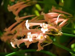 Image result for Cyrtanthus galpinii