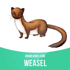 Weasels Are Rare In North America But They Re Common In Europe And Asia These Tiny Mammals Have A Long Sleek Body And Small Head They Re Perfectly D Ingleses