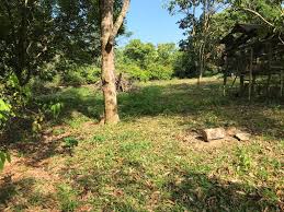 Merekalah dua wanita yang menjadi topic ceritaku nanti. Perkhidmatan Tebang Pokok Kuantan Laman Rumput