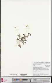 Image result for Stolzia kalkhof-roseae