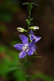 Campanula Americana Or Tall Bellflower Bellflower Campanula Woodland Garden