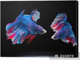 An interesting fact about the black variation is that this group can be. Siam Fighting Fish On Black Betta Fish Canvas Print Pixers We Live To Change