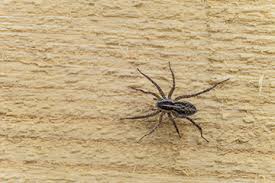 Types Of Spiders You Should Look Out For Western Cape