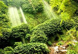 Air terjun ini bersumber dari alur kawasan hutan kaki gunung rinjani yang mengalir ke bagian selatan dan tumpah tepat di bagian utara wilayah kabuptaen lombok tengah. Air Terjun Benang Kelambu Rinjani Lombok Indonesia Berharap Waterfall Water Nature