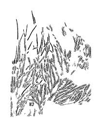 Image result for Selaginella cathedrifolia