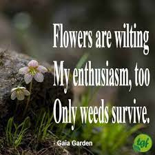 Flowers Are Wilting My Enthusiasm Too Only Weeds Survive Garden Quotes Pants Quote Quotes