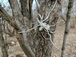 Image result for Microcoelia hirschbergii