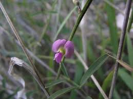 Image result for Tephrosia argyrolampra