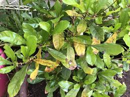 At the end of the season get rid of crop residues and cultivate the soil. What Is Going On With My Little Miracle Fruit Tree The Red Spots All Over Yellowing Leaves Gardening Garden Diy Hom Fruit Trees Plant Leaves Yellow Leaves