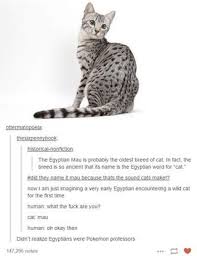 Mau Tumblr Funny Animals Funny Pictures Cats