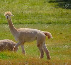 Llamas are very sociable animals and live together in groups, in herds. Llama S Are From South America From The Camel Family And Are Stock Photo Picture And Royalty Free Image Image 154520711