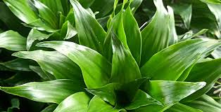 Image result for Chlorophytum macrorrhizum