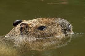 Capybara vs jaguar | hungry jaguar hunting family capybara in the river of brazil see more: Do Capybara Make Good Pets