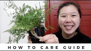 Costa Farms Rabbit Foot Fern Review