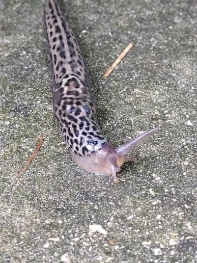 Photo - Leopard Slug - Limax maximus - Observation.org