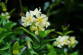 Decide where you want the plant and chop it down whenever it moves out of this range. Gardener S Path A Twitter How To Grow Asiatic Jasmine If You Re In Need Of A Quick Growing Ground Cover That Tolerates Shade And Drought Consider Planting Asiatic Jasmine Learn More Now At