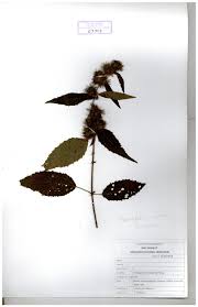 Image result for Triumfetta pilosa