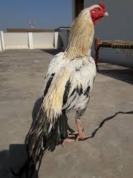 Pin By Saied Armand On Animals And Pets Animals And Pets Animals Pets