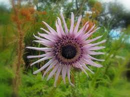 Image result for Berkheya angolensis