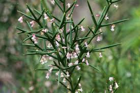 Image result for Colletia