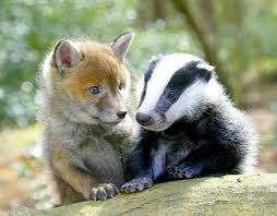 Fox And Badger Unusual Animals Animals Animals Friendship