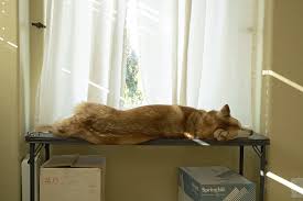 Image result for "submit" -site:wikipedia.org -site:wikimedia.org