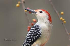 Birds Of Northern Indiana Red Bellied Woodpecker Bittersweet Berries Backyard Birds Beautiful Birds I Like Birds