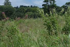 Image result for Pseudarthria