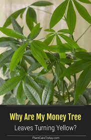 Why Are Your Money Tree Leaves Turning Yellow Plantcaretoday Money Trees Plant Leaves Turning Yellow Money Tree Plant
