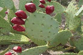 Vælg mellem et stort udvalg af lignende scener. Arizona Cactus Ranch News Blog