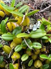 Image result for Bulbophyllum encephalodes