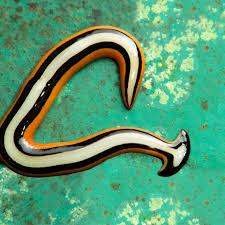 A Worm From Hell Is Invading Texas, and It's Really Hard to Kill