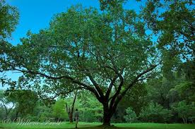 Image result for Bridelia micrantha