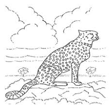 Baby cheetah coloring page from cheetah category. 25 Best Cheetah Coloring Pages For Your Little Ones