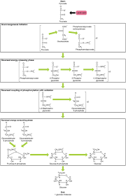 Carbohydrate Metabolism Anatomy And Physiology Ii