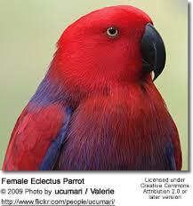 Eclectus Parrots Beauty Of Birds