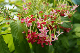 One species has the largest flowers in the world. Combretum Indicum Wikipedia